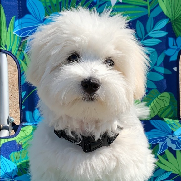 Meet your Posher, Susie B - Picture 14 of 16